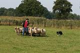 BORDER COLLIE - MOUTONS 041